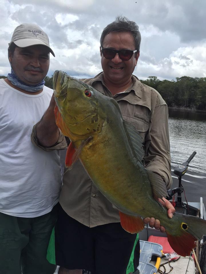 The peacock bass fishing in Brazil is the best Fishing Report Brazil