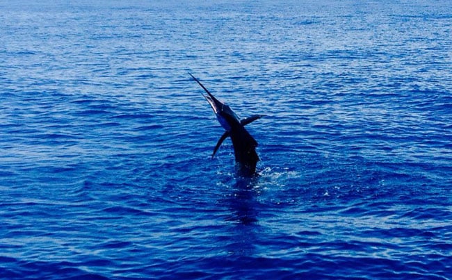 Sailfish tail walking across the surface Costa Rica Fishing Report