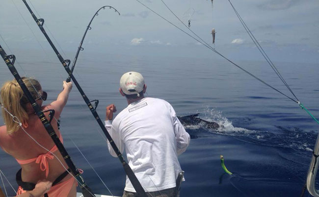 Hard fighting Sailfish everywhere Costa Rica Fishing Report