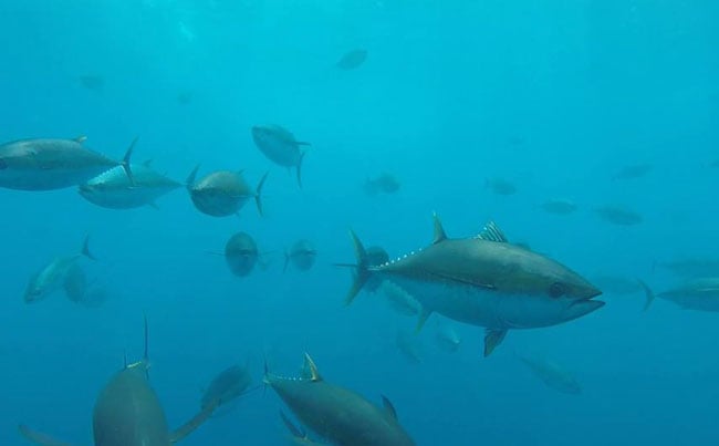 Lots of tuna under the water Costa Rica Fishing Report