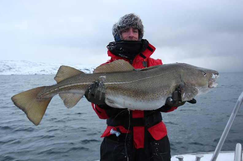Man holding a huge Soroya Cod fishing report norway place of dreams