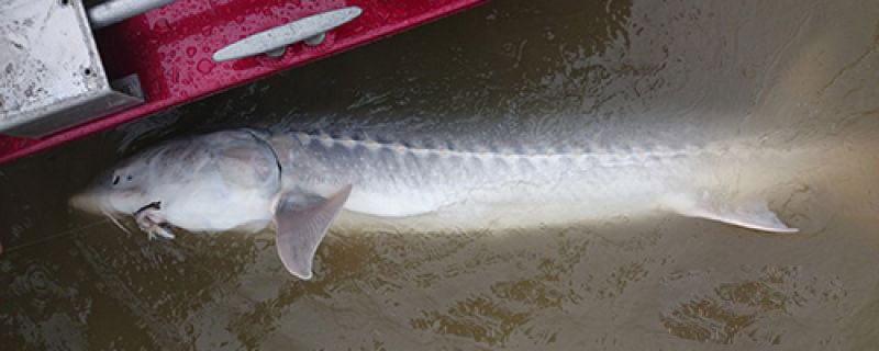 Fishing Report Canada with a huge Sturgeon by the boat