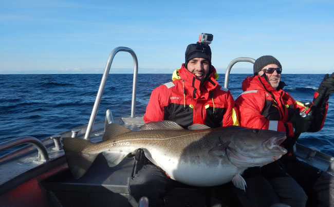 What a beast of a Cod Fishing report Norway Soroya