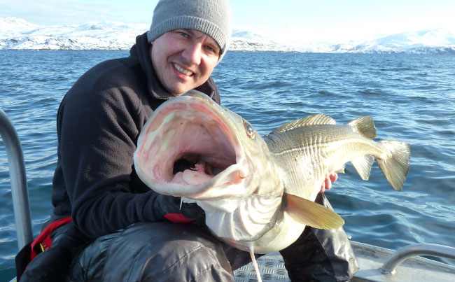 The mouth on these cod are huge see more in my Fishing report Norway