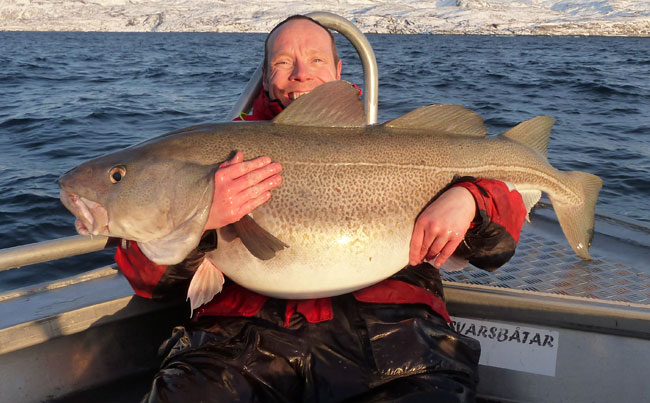 The size of the belly on the cod is massive Fishing report Norway full of fish