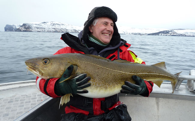 These Cod are getting bigger for my Fishing report Norway