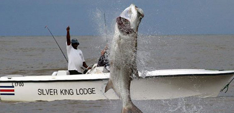 Huge Tarpon fishing holidays Silver King Lodge
