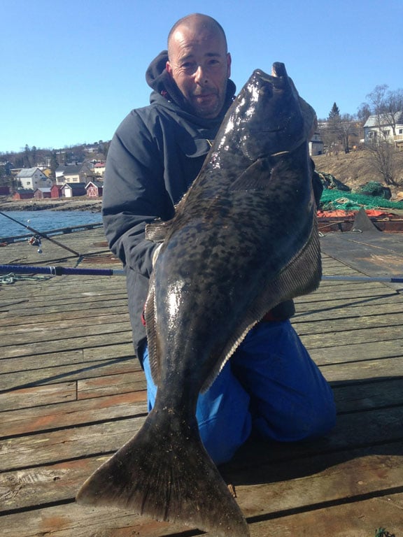 Holding a halibut caught from the shore Fishing Report Norway