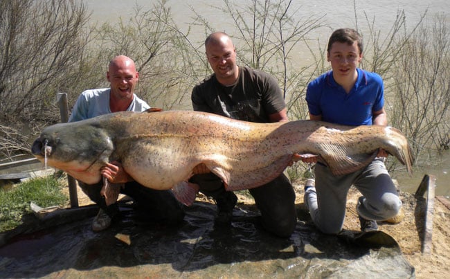 a 200LB Catfish with 3 men holding it up Spain Fishing Report