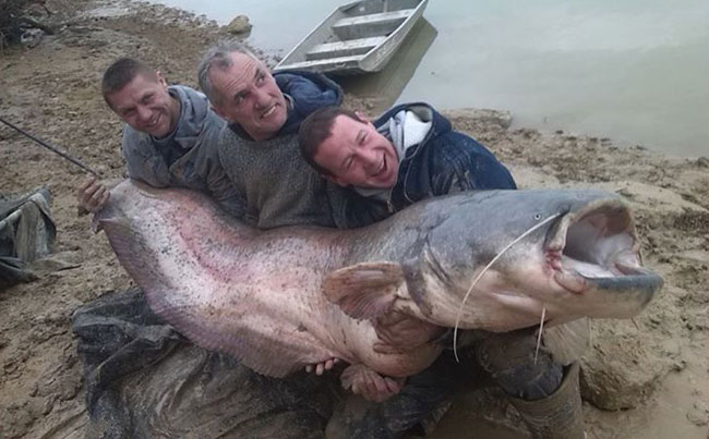 Spain Fishing Report of yet another 200LB catfish