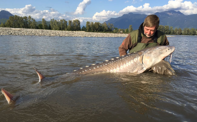 8FT sturgeon from Canada Fishing Report
