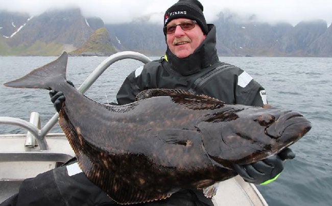 Norway Fishing Report on Huge amounts of Halibut caught