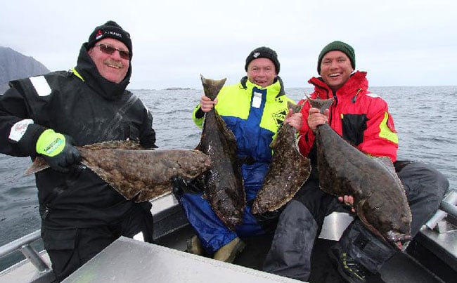 Multiple catches of fine Halibut Norway Fishing Report