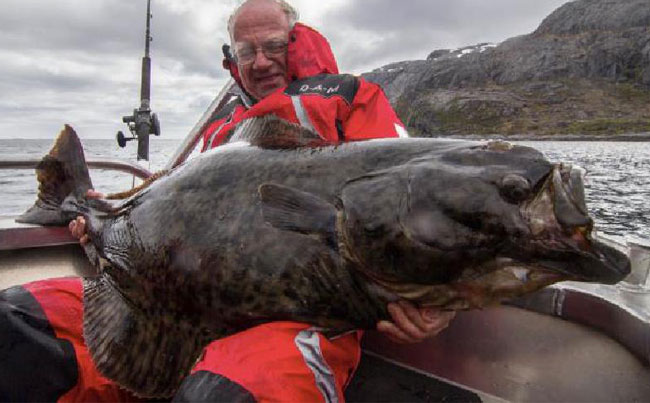 Such a huge Halibut Norway Fishing Report with loads of Halibut