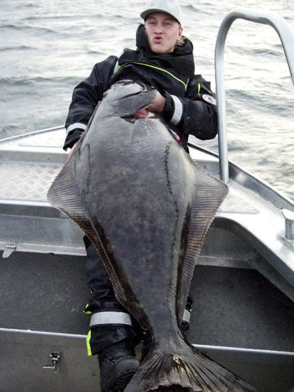 Wow what a long Halibut read our full Norway Fishing Report