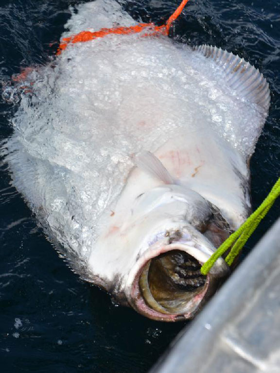 Safe tag and release for Norway Fishing Report