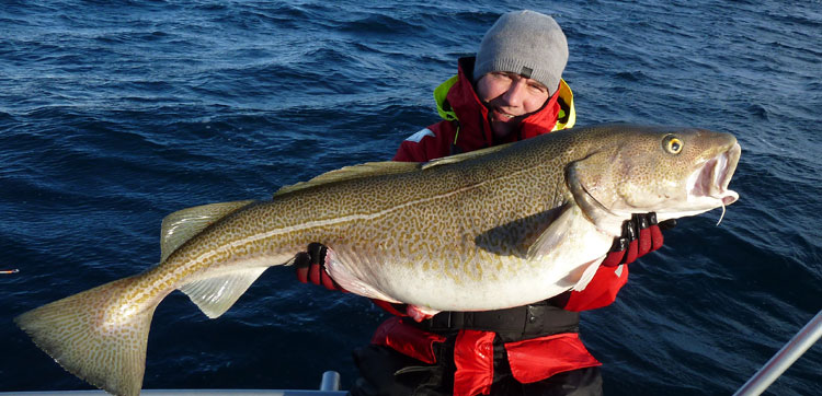 Monster Sized Cod Fishing report Norway