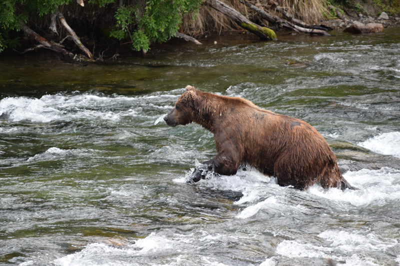 brown bear salmon fishing at our salmon fly fishing destinations hope he does not get all the salmon