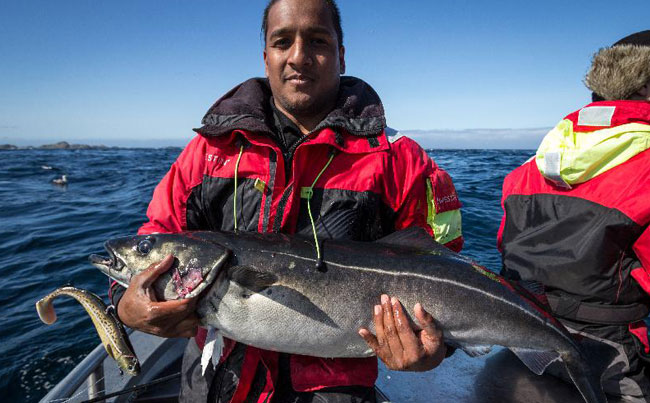 Coalfish on shads Norway Fishing Report
