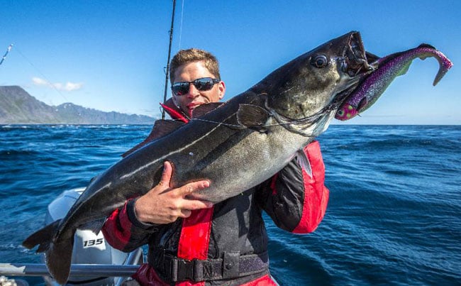 Huge hard fighting Coalfish Norway Fishing Report