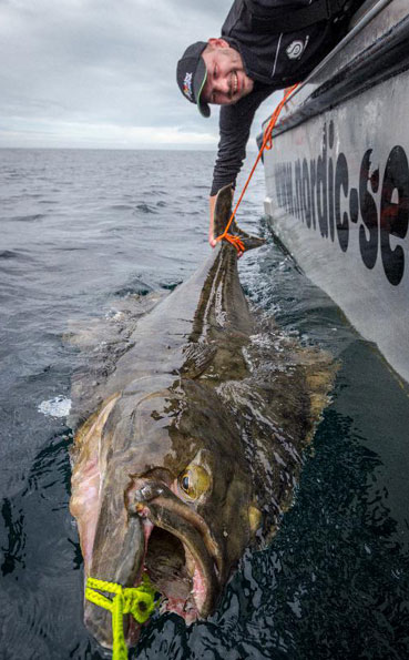 Check out this huge Halibut Norway Fishing Report