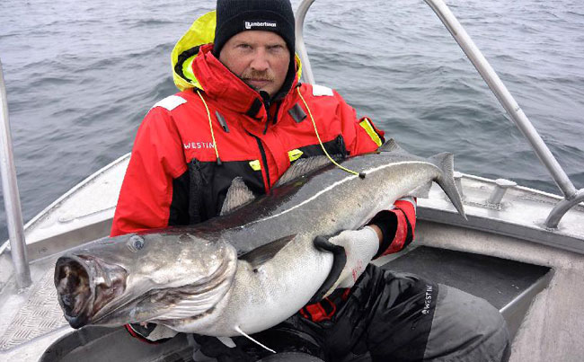 Norway Fishing Report on the huge Coalfish