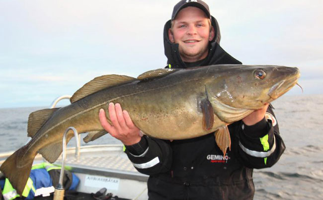 Perfect Cod Norway Fishing Report
