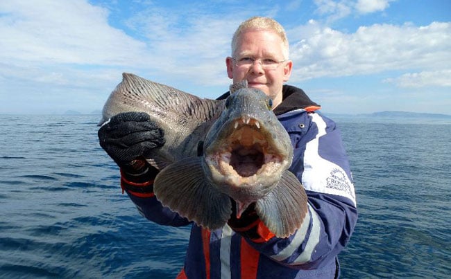 Wolfish from Fishing Report Norway