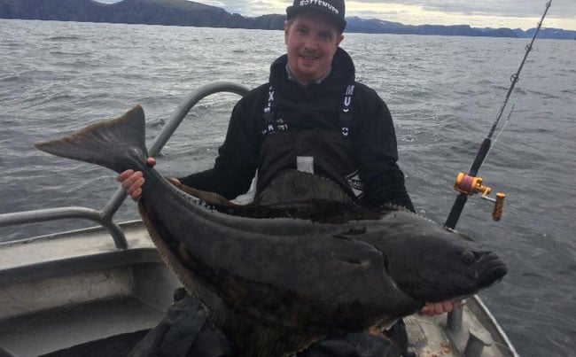 Loads of Halibut in our Fishing Report Norway