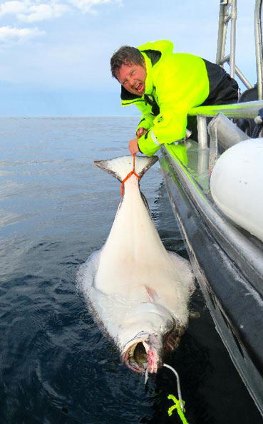 Tag and release Fishing Report Norway of large Halibut