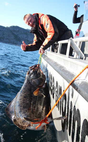 Super sized Halibut caught in our Fishing Report Norway