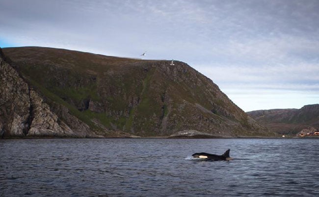 Orca Whale photo from our Fishing Report Norway