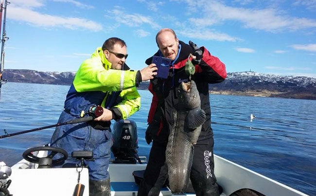 Weighing his wolfish for our Fishing Report Norway