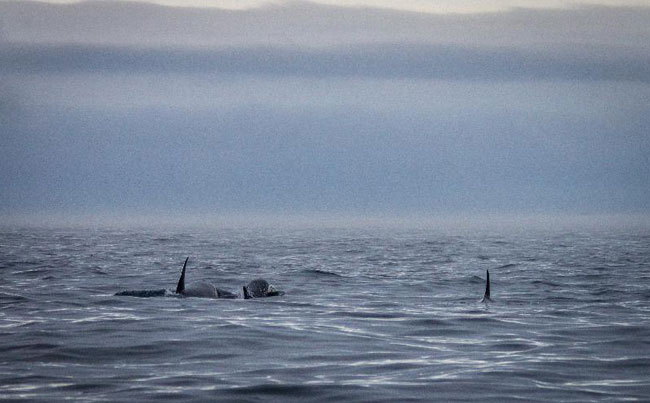 Whale watching in Lofoten Fishing Report Norway