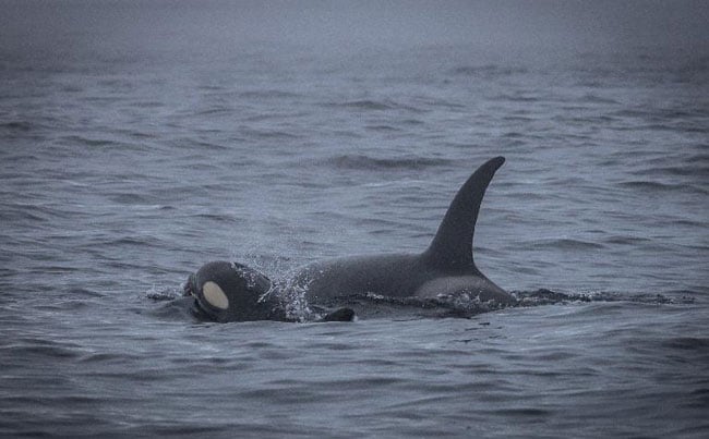 Mother and calf orca's Fishing Report Norway