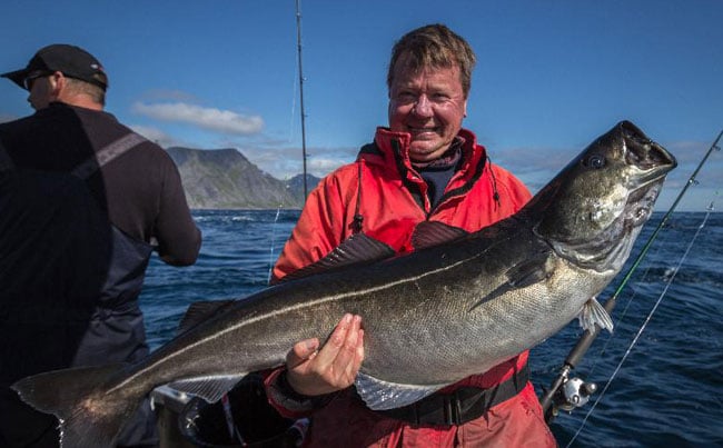 These Coalfish Fishing Report Norway fight hard