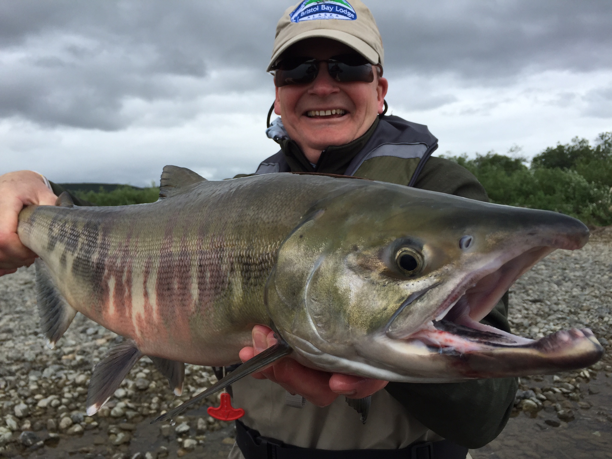 Cum Salmon fly fishing in Alaska with happy customer bristol bay lodge report