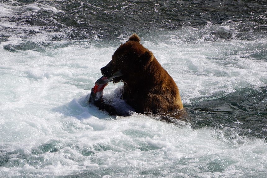 bear in water eating a fresh caught salmon in alaska