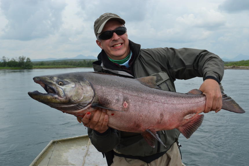 customer holds a huge king salmon with a bit of pink colour in it alaska