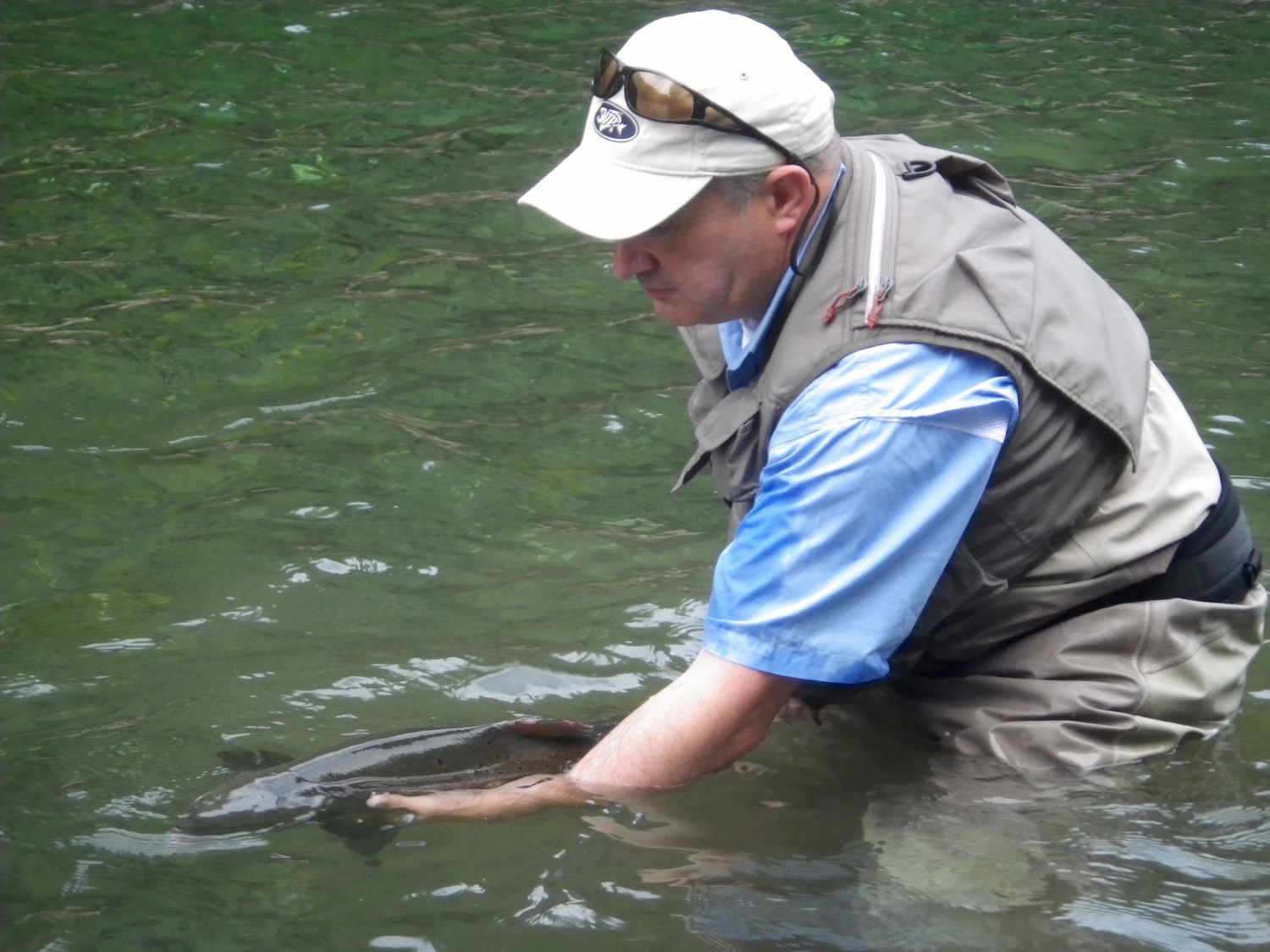 angler slips a Atlantic Salmon back in the water