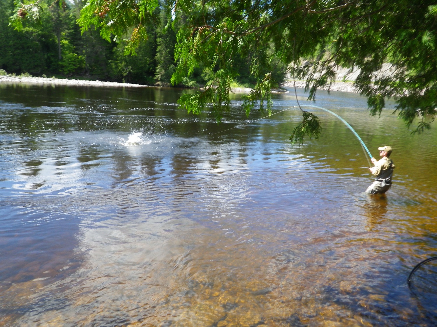 Atlantic Salmon jumps while playing with fly rod, fly fishing Canada Salmon Lodge Fishing River Report 
