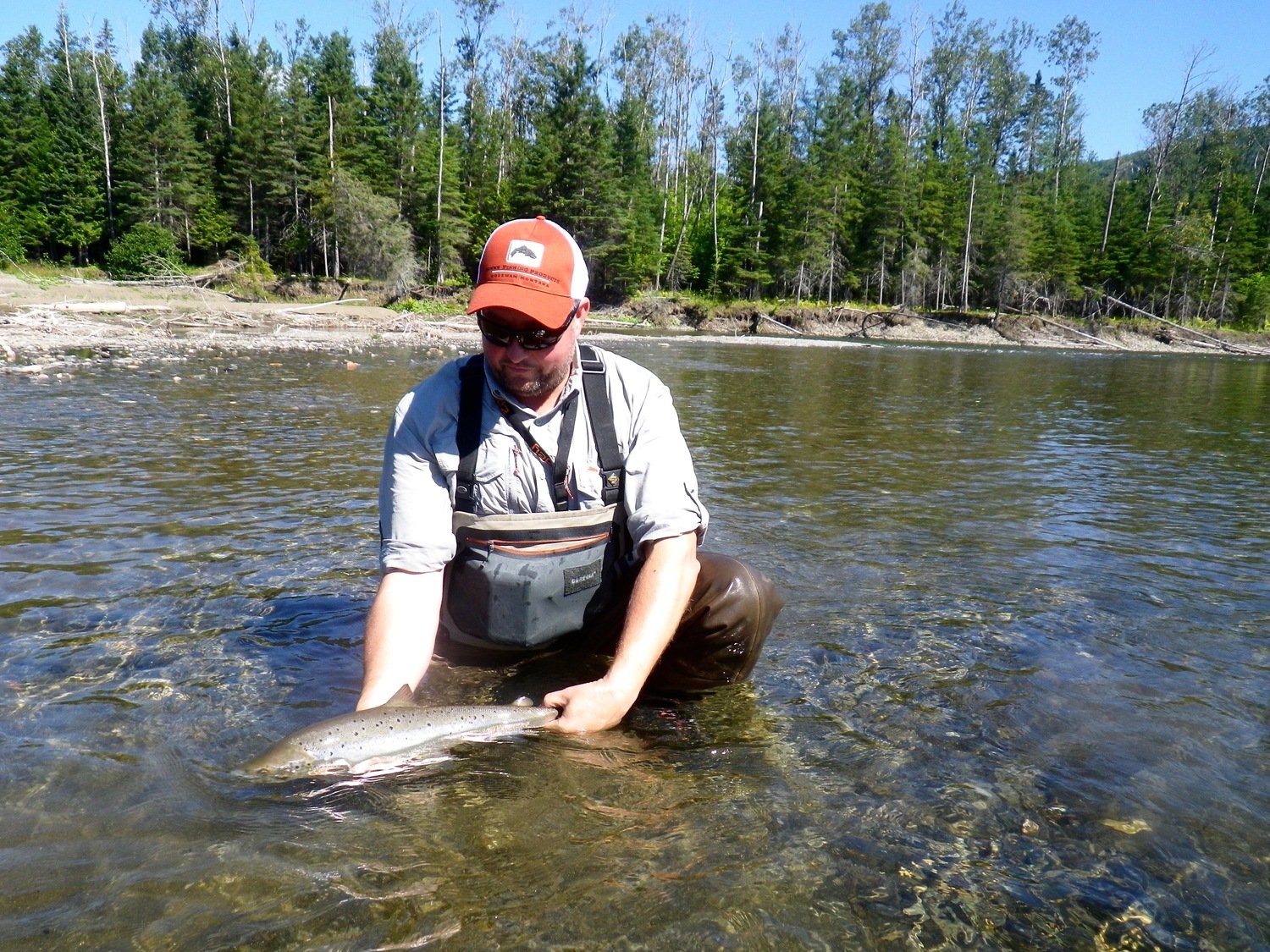 Returning a big Atlantic Salmon from Canada with Sportquest Holidays