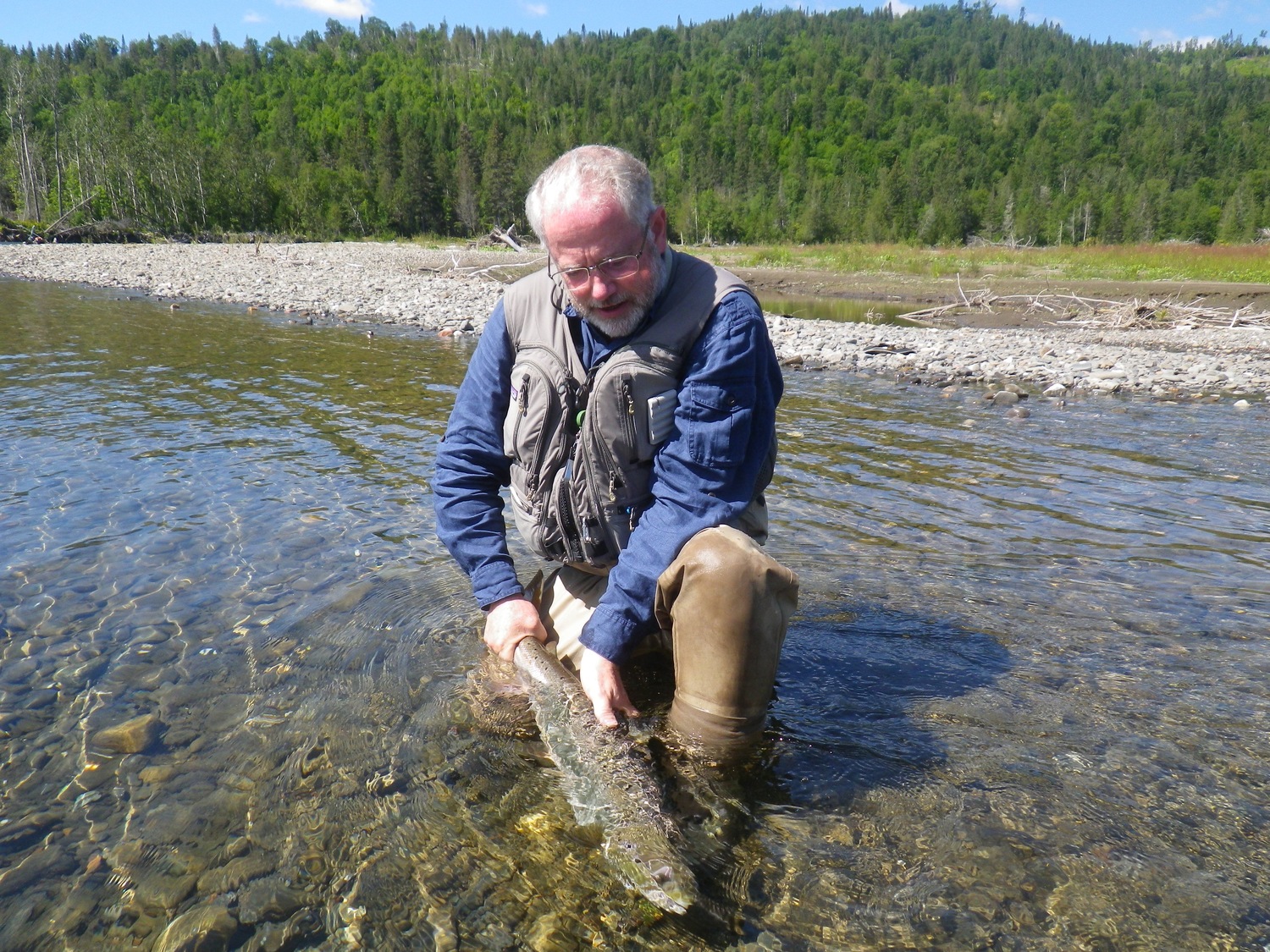 Nick Edwards with his first Atlantic Salmon of 2015, nice salmon Nick! Salmon Lodge Fishing River Report 