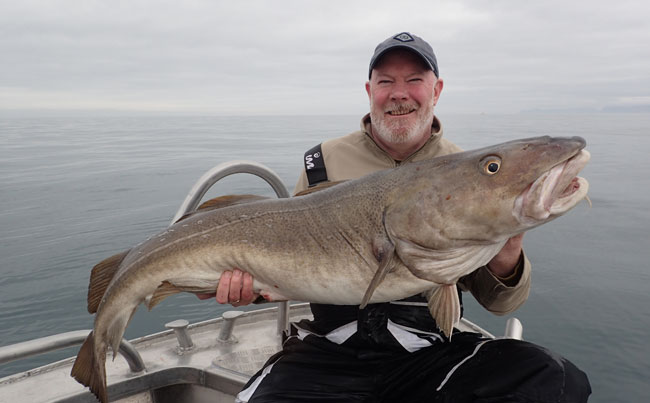 Fishing Report Norway with loads of huge Cod