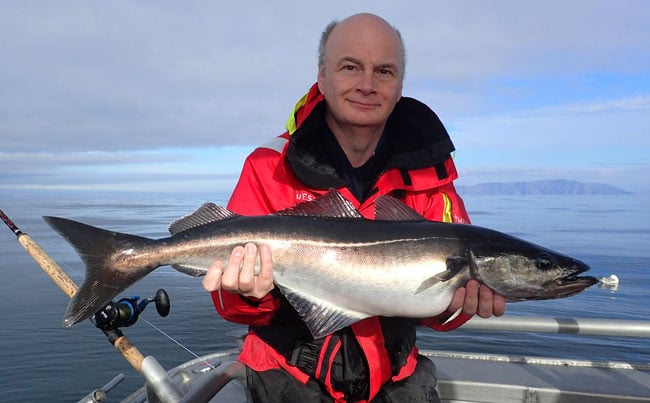 Hard fighting Coalies Fishing Report Norway