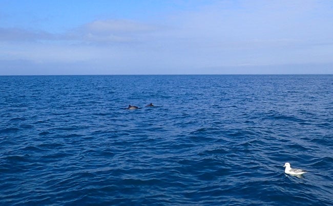 Even the dolphins were pleased to read our Fishing Report Norway