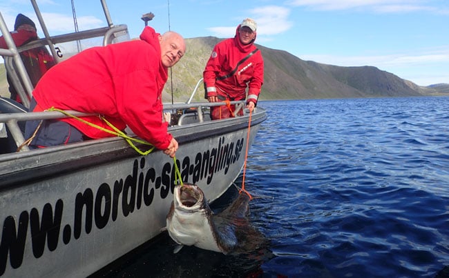 Norway Fishing Report of these huge Halibut