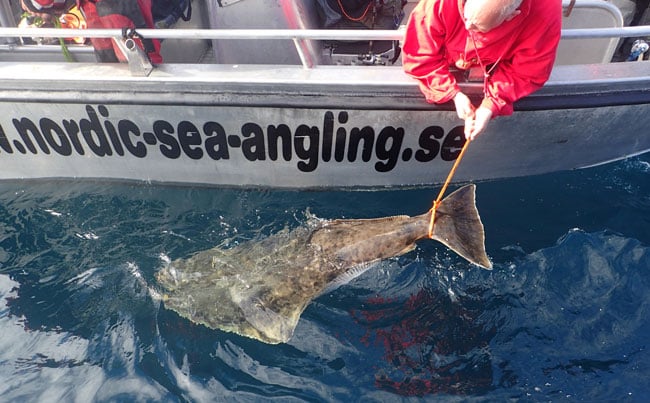 All Halibut released Norway Fishing Report