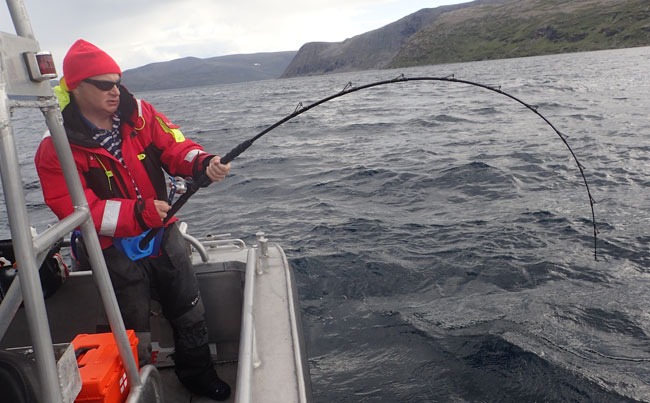 Raymond bent in to a big Halibut Norway Fishing Report simply awesome
