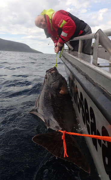 He does it again with yet another huge Halibut Norway Fishing Report this one is bigger